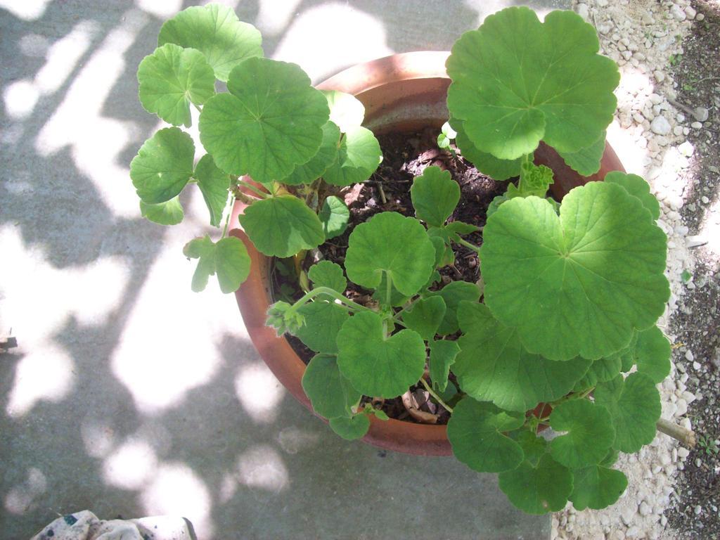 Villa Vania Gardenos Vitalades Bagian luar foto